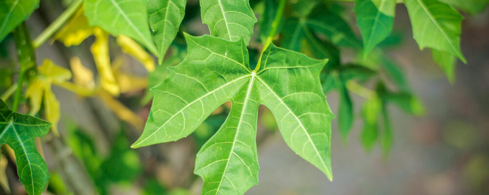 Potensi Daun Pepaya untuk Bantu Atasi Kanker