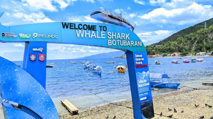 Objek Wisata Hiuj Paus Gorontalo Ramai Pengunjung Jelang Rukyatul Hilal Idulfitri 1 Syawal