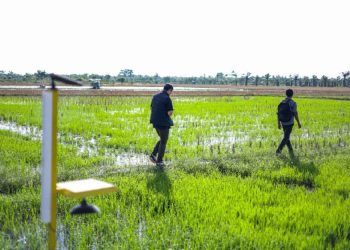 Wamen Sudaryono: Revitalisasi Irigasi Tingkatkan Produksi Pangan