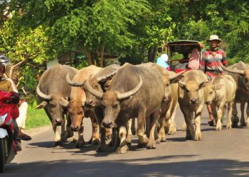 Opini: Nyepi, Stoikisme, dan Jalan Kebajikan