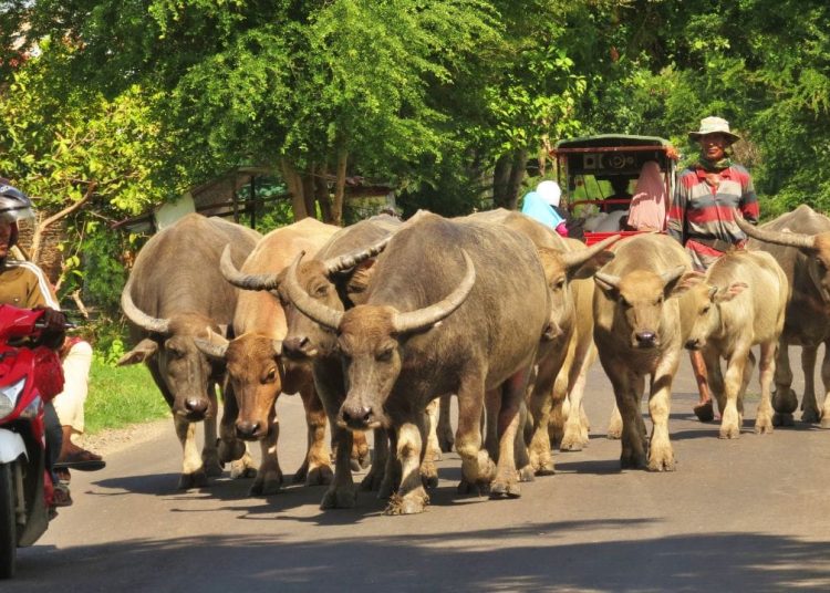 Opini: Nyepi, Stoikisme, dan Jalan Kebajikan