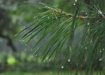 Prakiraan Cuaca Riau Hari Ini: Hujan Masih Mengancam Sebagian Wilayah