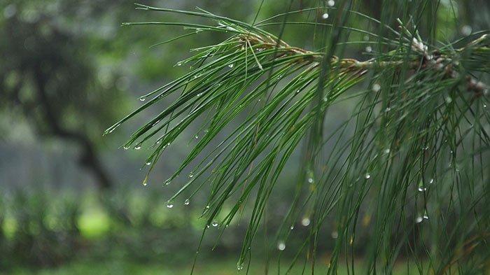 Prakiraan Cuaca Riau Hari Ini: Hujan Masih Mengancam Sebagian Wilayah